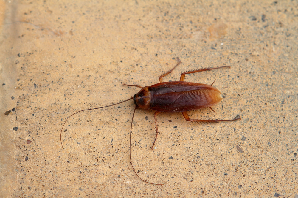 Cockroaches in the restaurant