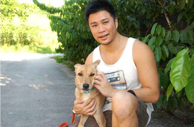 stray dogs in singapore