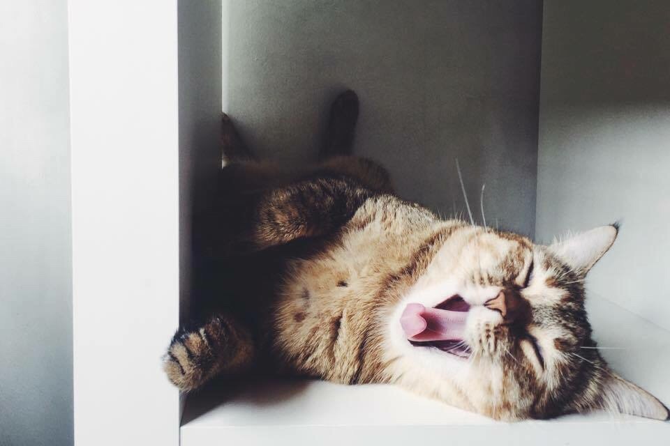 Cat waking up from a nap.
