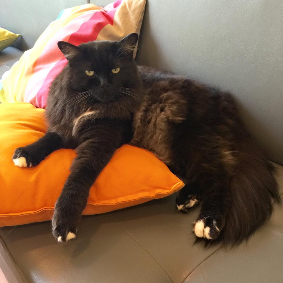 Resident cat Baloo before a bath. Photo courtesy: Neko No Niwa Facebook