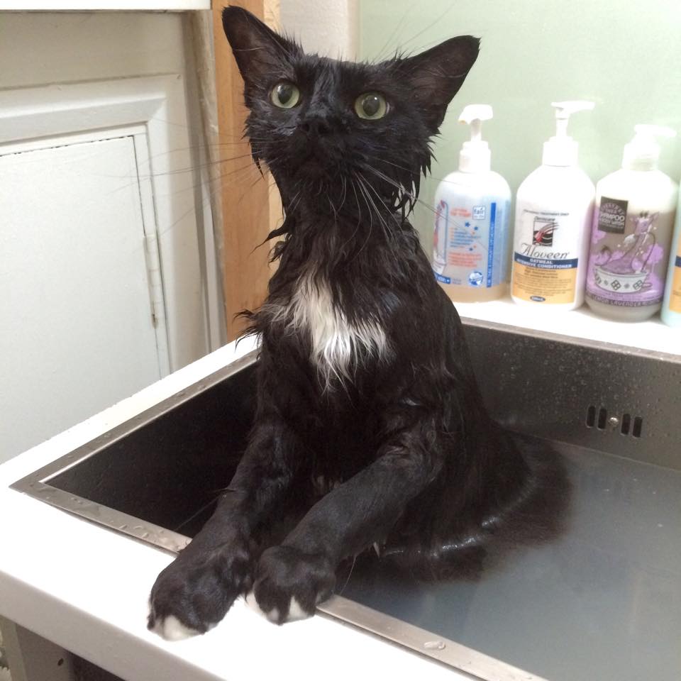 Resident cat Baloo after a bath. Photo courtesy: Neko No Niwa Facebook