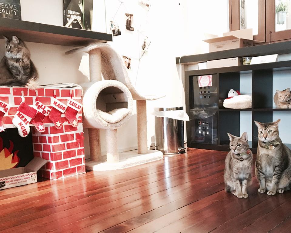 Photo courtesy: Company of Cats Facebook