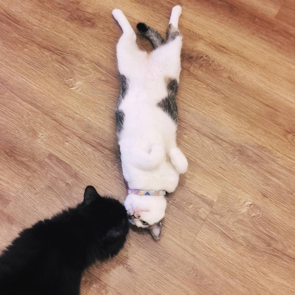 Patches and Tuxedo. Photo courtesy: The Cat Cafe Facebook