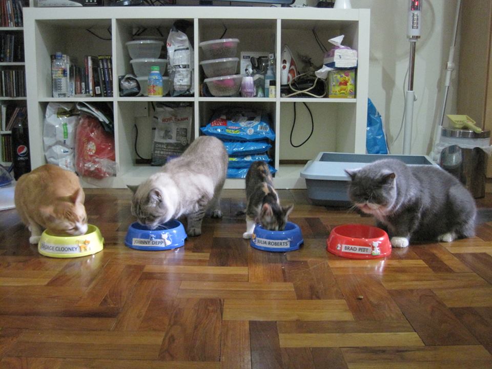 Dinnertime for the superstars. Photo courtesy: Lion City Kitty Facebook