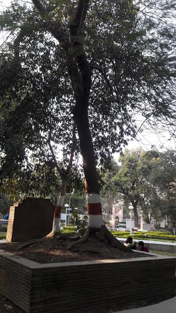 Tree underneath which Chandra Shekhar Azad attained martyrdom in Allahabad. Photo: Connected to India