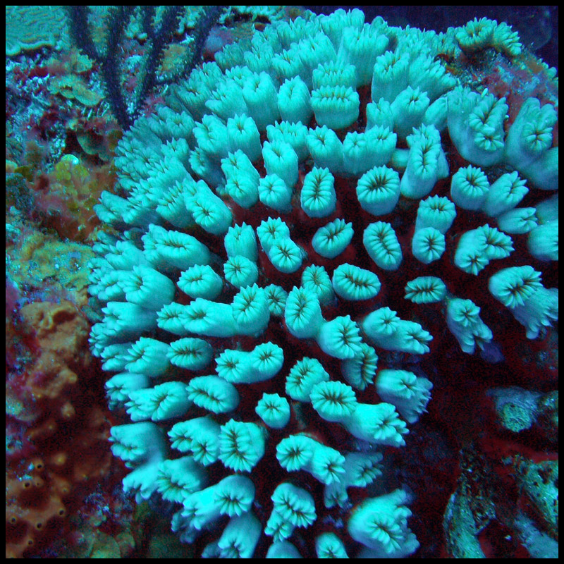 Illegally imported corals were seized in Singapore
