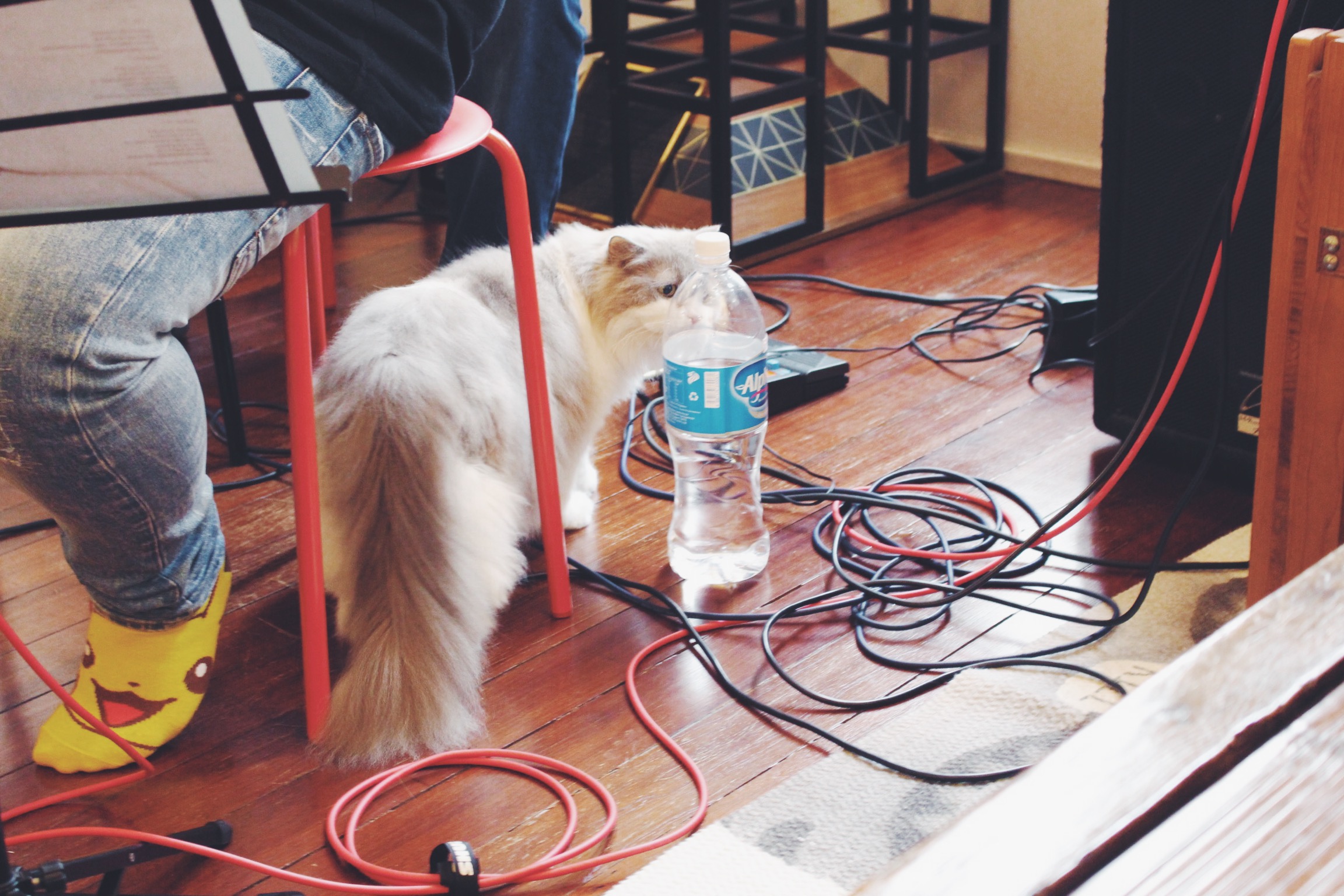 Belle is a curious little one. Photo courtesy: Connected To India, overthemoosic