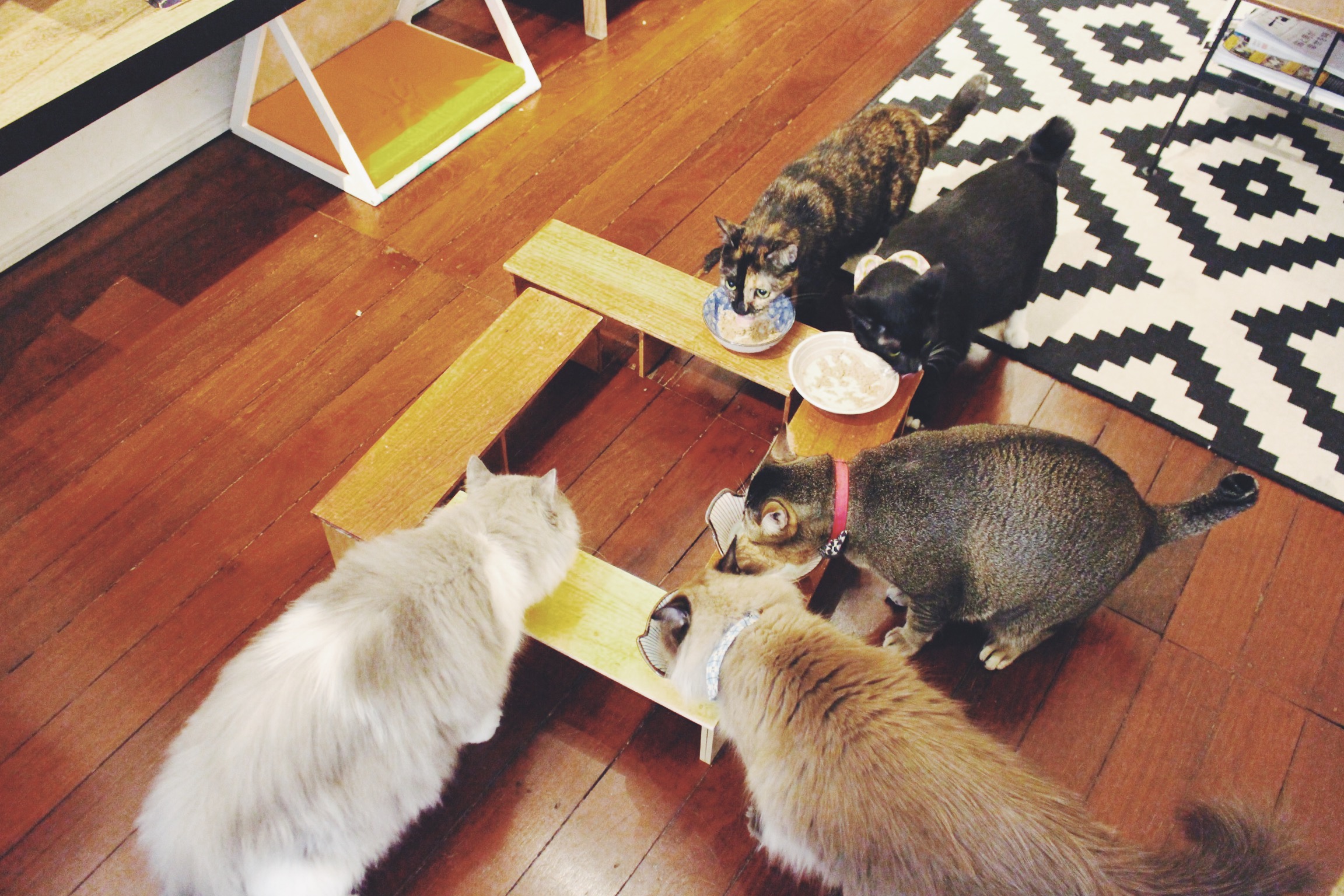 Feeding time. Photo courtesy: Connected To India, overthemoosic
