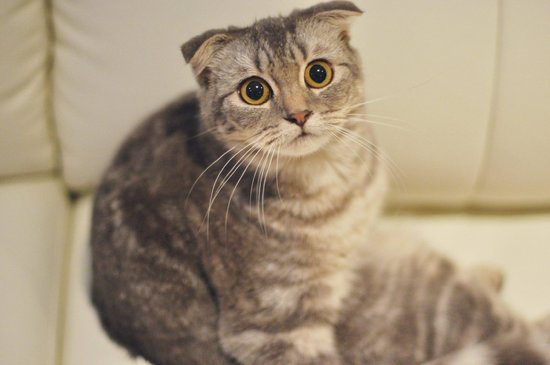 One of the cats, Chip, at Cuddles Cat Cafe. Photo courtesy: tripadvisor