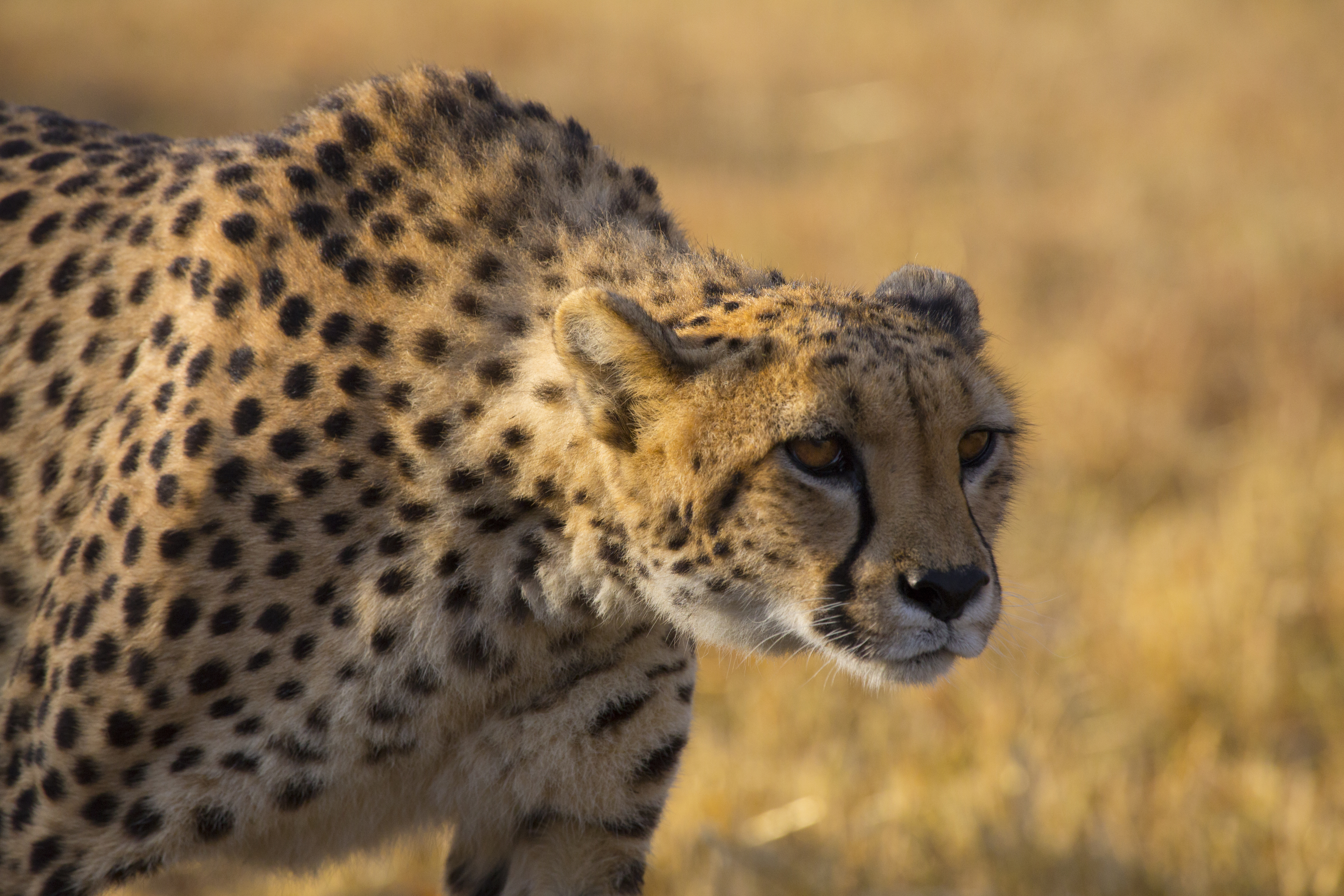 The Hunt. Photo courtesy: BBC