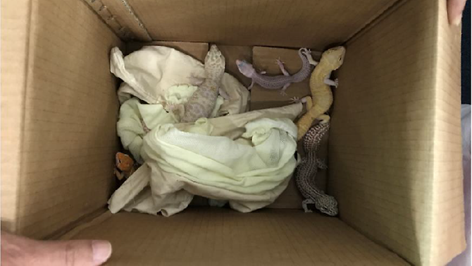 The Five leopard geckos seized at the Woodlands Checkpoint in Singapore. 