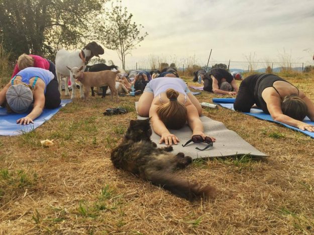 Goat Yoga at a farm in Oregon, USA. Photo courtesy: lonelyplanet