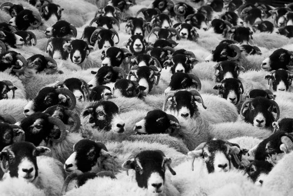 Singapore receives 3,700 sheep from Australia for Korban rituals