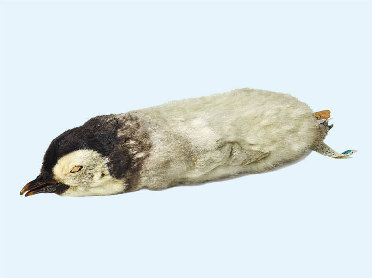 This emperor penguin chick was collected by Robert Falcon Scott’s party in 1902 on the Discovery expedition. 