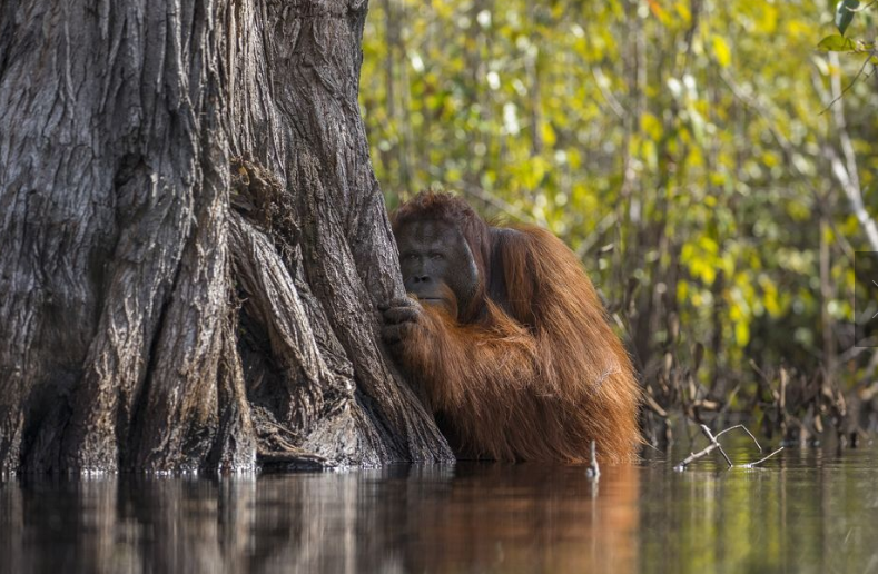 The photograph of a male orangutan crossing a river in Borneo taken by Jayaprakash Joghee Bojan has made the latter as National Geographic Nature Photographer of the year 2017.