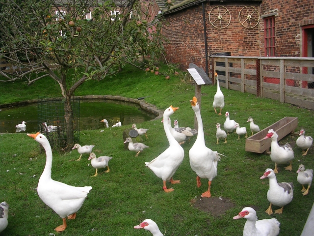 There has been an outbreak of pathogenic bird flu at a duck farm in Netherlands. 