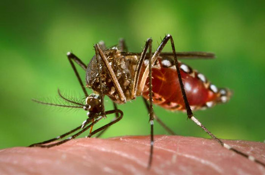 Zika virus is spread by the aedes aegypti mosquito.