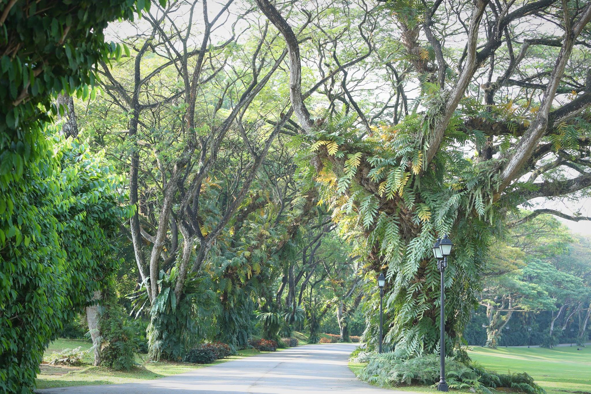  As visitors enter the Istana, most will notice the two luscious rows of rain trees. The rain trees not only provide shade but also give visitors a warm welcome to the Istana. 