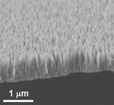 Zinc oxide nanopillars that looked like a bed of nails can kill a broad range of germs when used as a coating on frequently-touched surfaces.