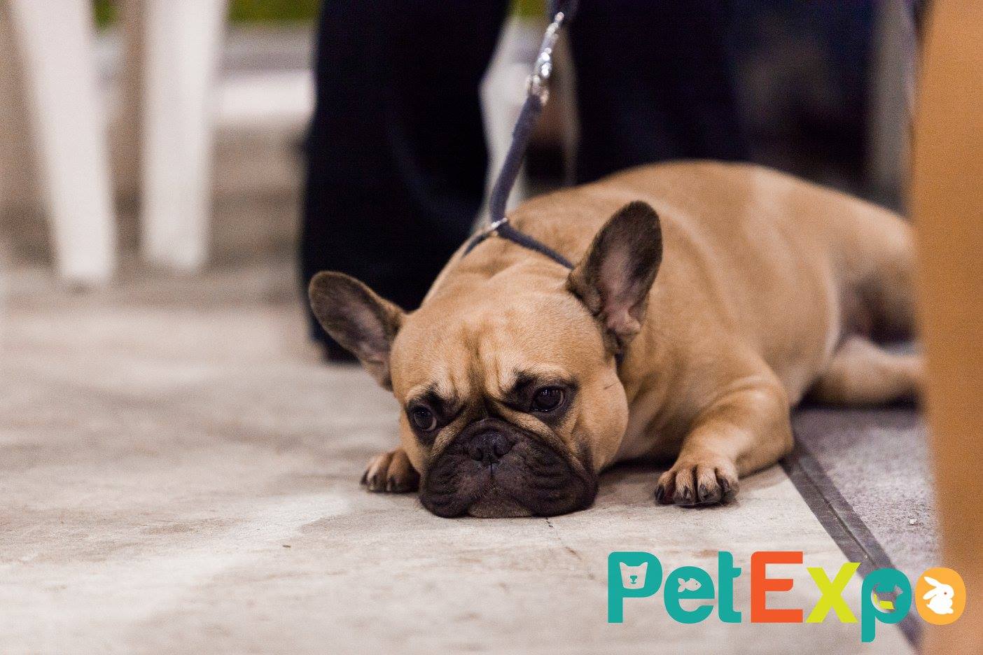 Photo courtesy: Pet Expo FB