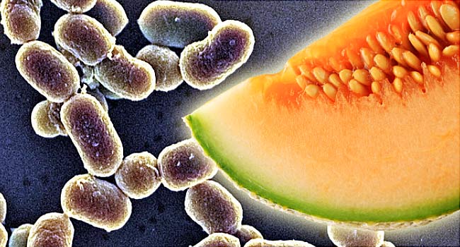Rock melons contaminated with the listeriosis bacteria were exported from Australia to at least nine countries including Singapore