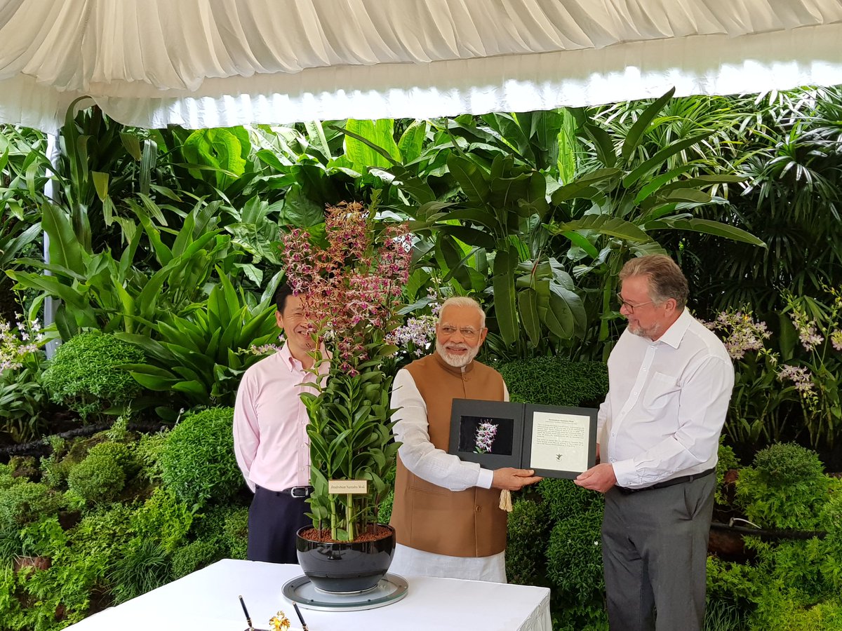 To mark the visit of Indian PM Modi to the National Orchid Garden, an orchid was named after him-Dendrobrium Narendra Modi. Photo courtesy: Twitter/@MEAIndia