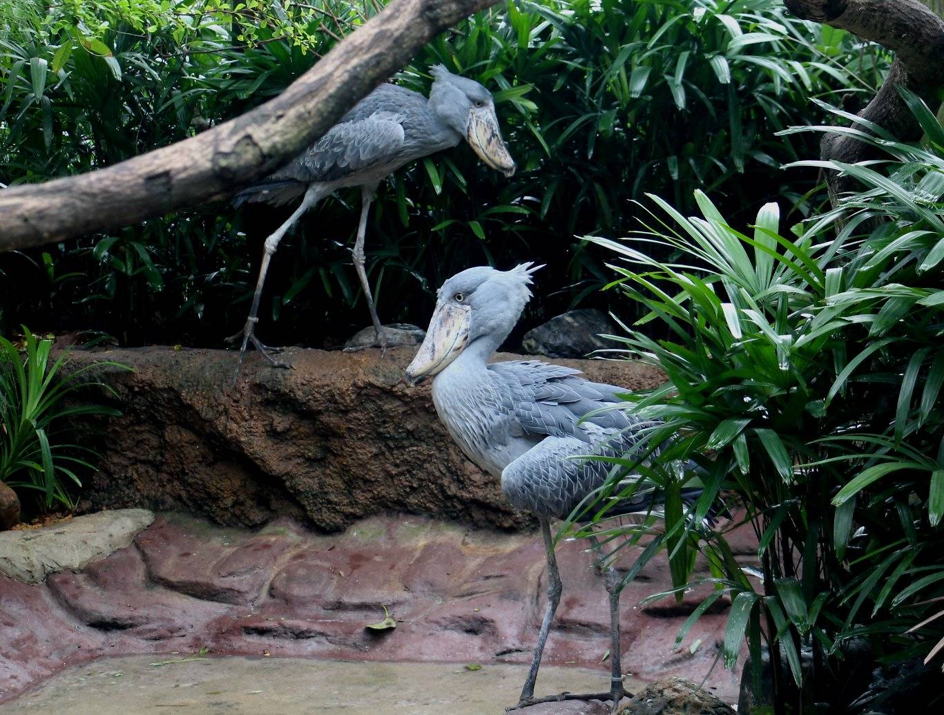 The latest attractions at the Jurong Bird Park are the Shoebill birds. Photo courtesy: Wildlife Reserves Singapore