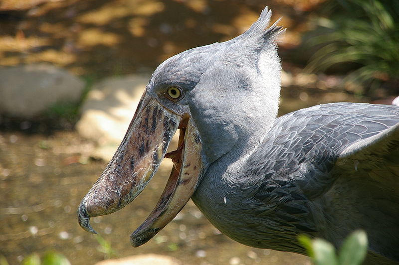 The signature feature of Shoebill birds is their huge, bulbous shoe-shaped bill which are more than 20cm long and have a sharp hook at the end for killing prey. Photo courtesy: Wikipedia 