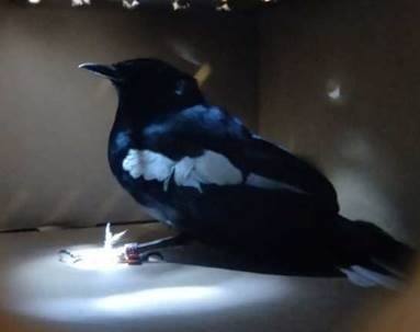 Close-up of one of the magpie-robins kept inside the box. Photo courtesy: Facebook page of ICA