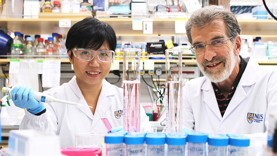 Professor Daniel Tenen (right) and Dr Liu Bee Hui (left), who are researchers from CSI Singapore. Photo courtesy: NUS