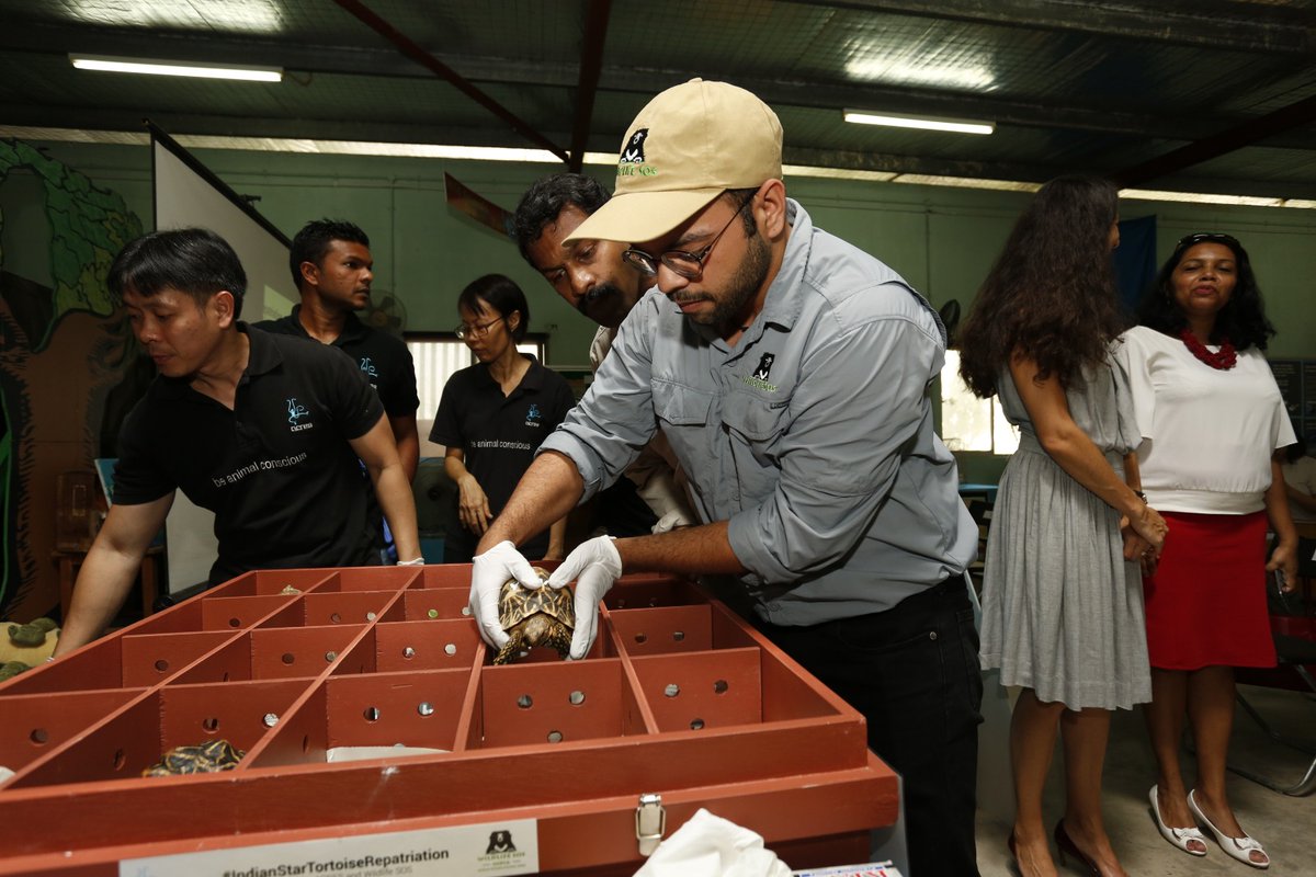 The tortoises were kept in specially designed boxes so that they did not face any problem in their long journey from Singapore to India. Photo courtesy: Twitter@/WildlifeSOS