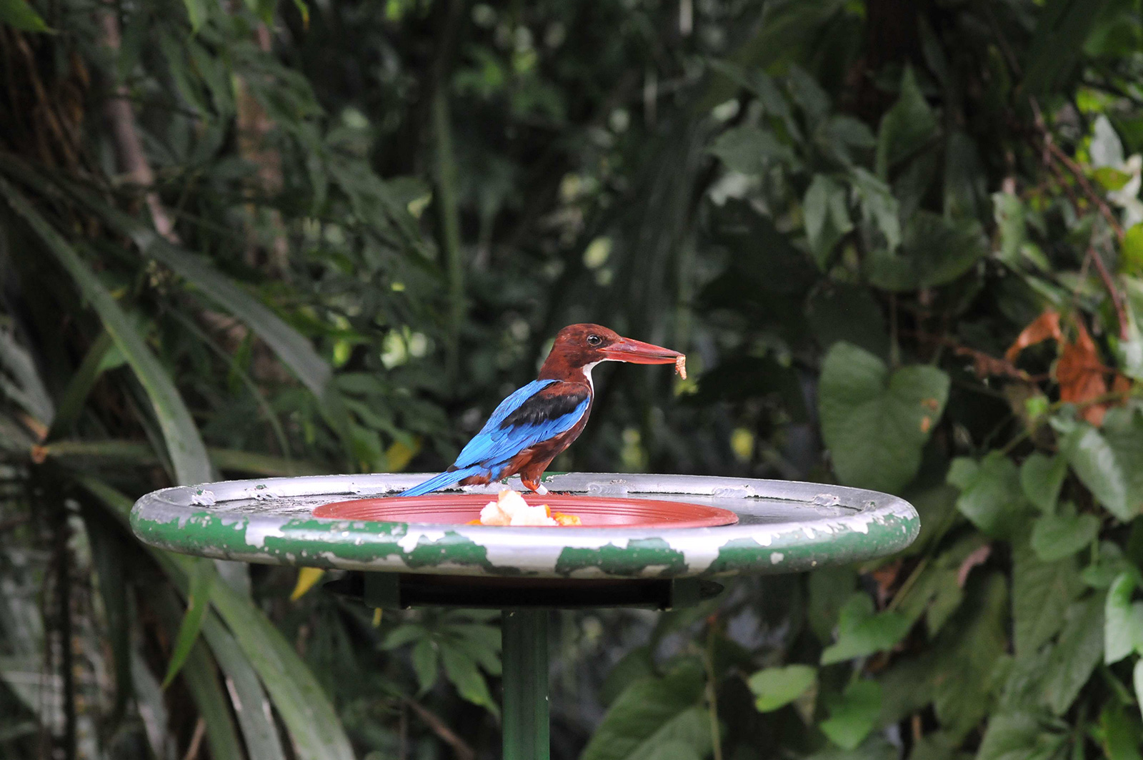 Istana's grounds is enriched with flora, fauna and biodiversity. Photo courtesy: Istana
