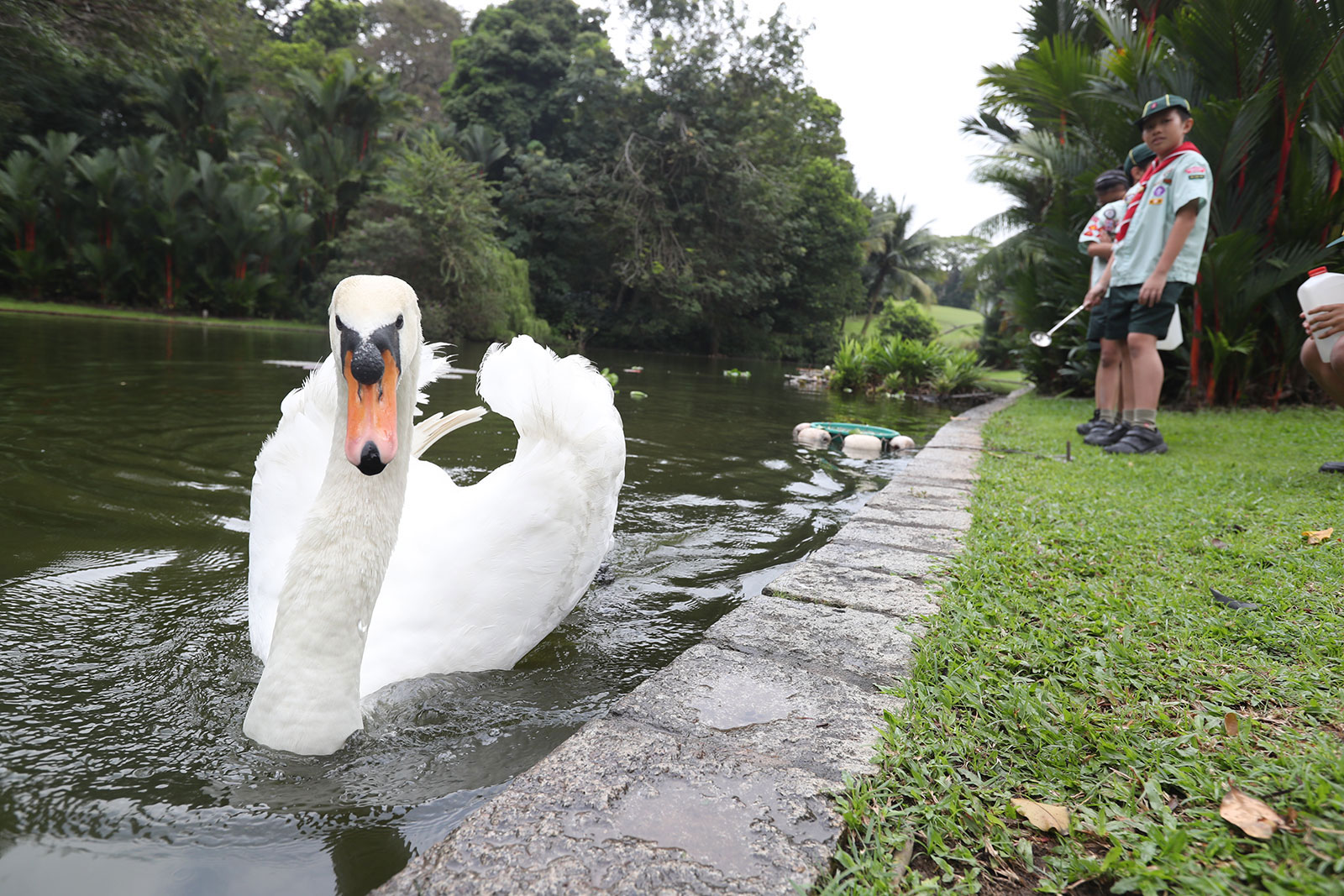  The beautiful Swan Pond is the cynosure of all eyes at Istana. Photo courtesy: Istana