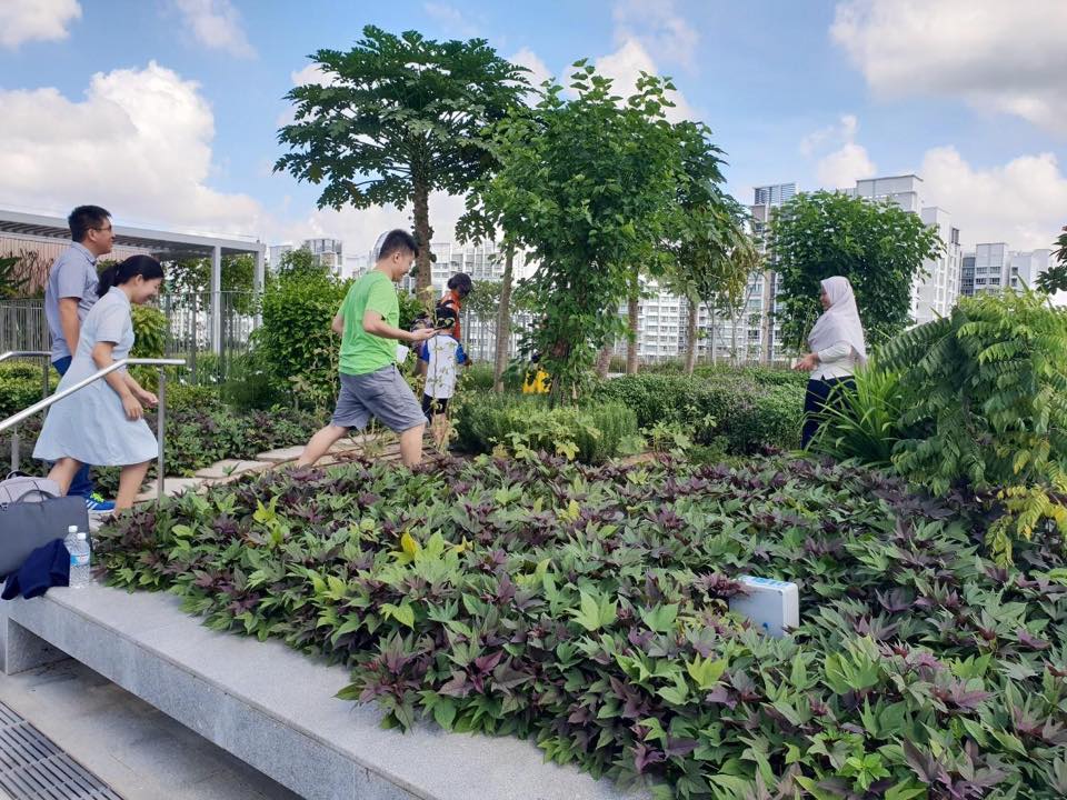  There is a rooftop community garden where garden enthusiasts can grow fruits, herbs, flowers and other plants. Photo courtesy: Facebook page of Lawrence Wong 