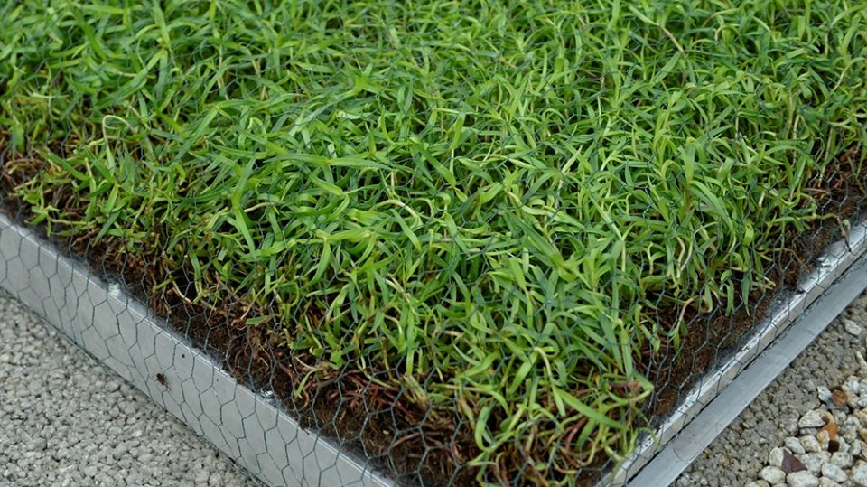 The green roof consists of hardy plants that are drought resistant. Photo courtesy: Facebook page of NParks