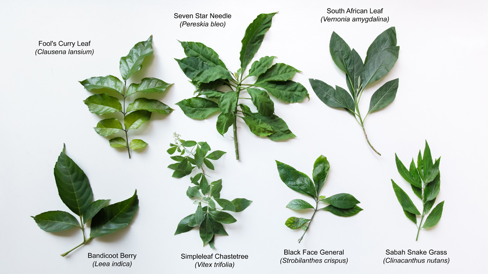 Out of the leaf extracts of the seven plants tested, the Sabah Snake Grass (bottom right) was found to have weak effects or no effect against almost all the cell lines tested. Photo courtesy: NUS