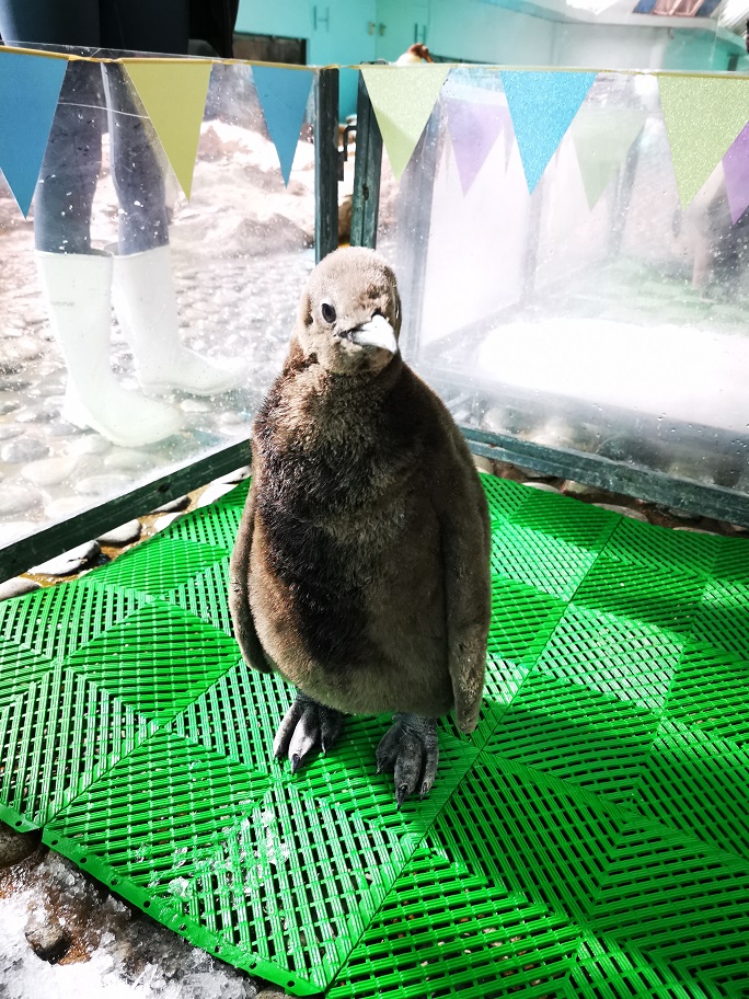 Male King penguin Arlo is the youngest of the trio, weighing in at 7.1kg. Photo courtesy: Wildlife Reserves Singapore