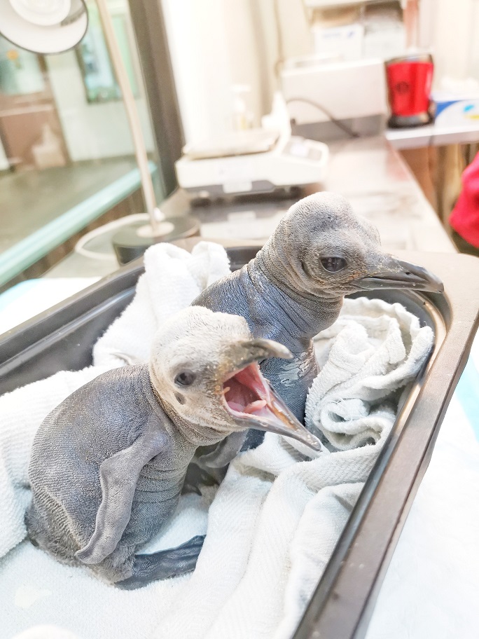 Arlo (with open mouth) and Brix’s hatch dates are one week apart, with Arlo hatching on March 10. Photo courtesy: Wildlife Reserves Singapore