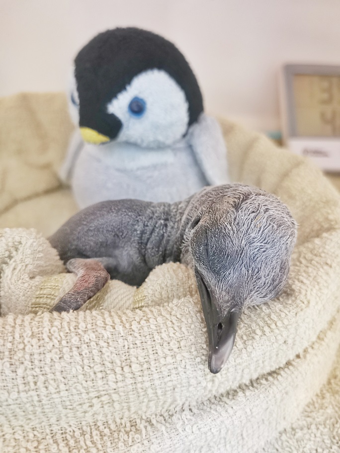 Days-old male King penguin Percy snoozing soundly, with his furry friend keeping guard. Photo courtesy: Wildlife Reserves Singapore