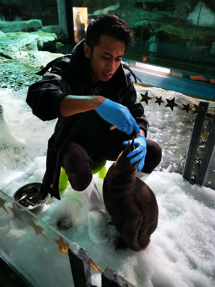 Percy at two months, being fed by one of his keepers, Muhd Hafiz Bin Yani, shortly after his introduction to the colony. Percy currently weighs 10.4kg. Photo courtesy: Wildlife Reserves Singapore