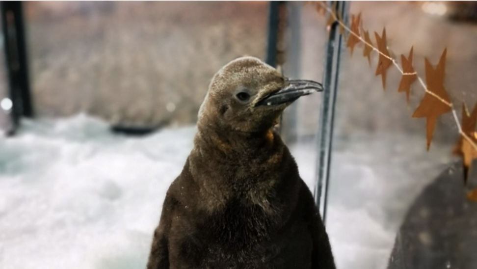 Percy, the oldest of the trio of King penguin chicks. Photo courtesy: Wildlife Reserves Singapore