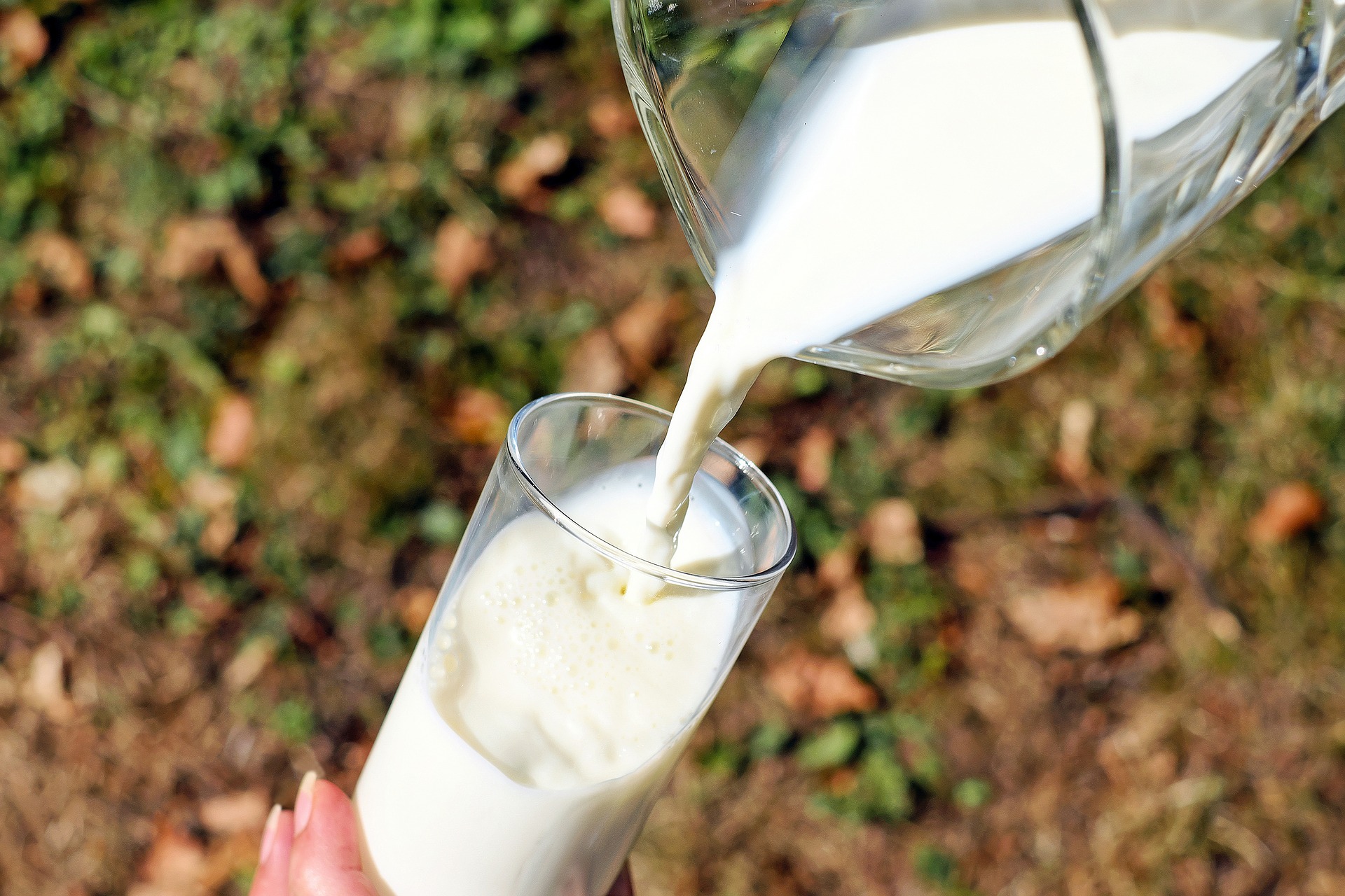 Pride of Cows brand of milk is obtained from the Pune-based dairy farm Bhagyalaxmi Dairy. Photo courtesy: Pixabay
