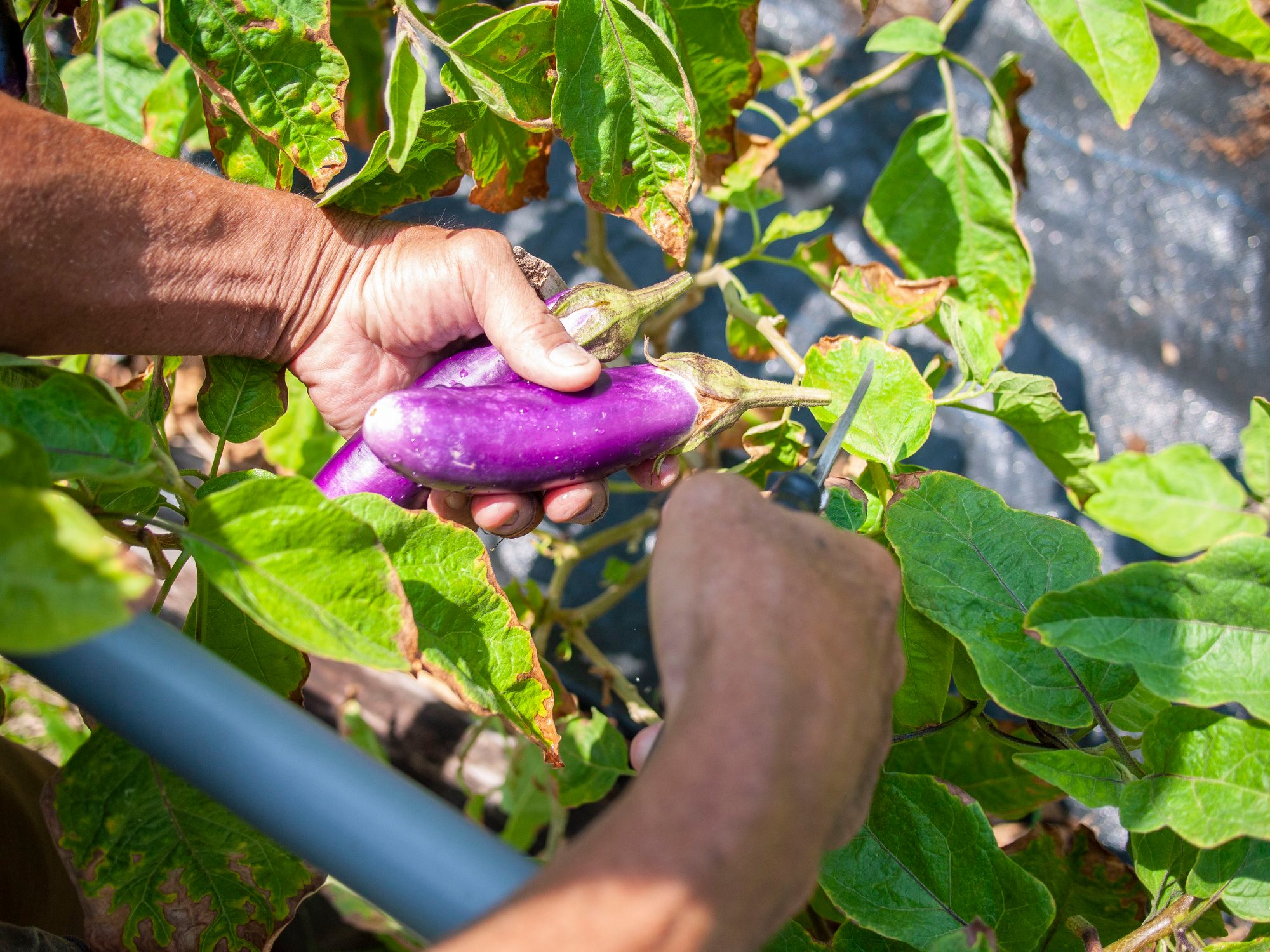 Photo courtesy: Edible Garden City