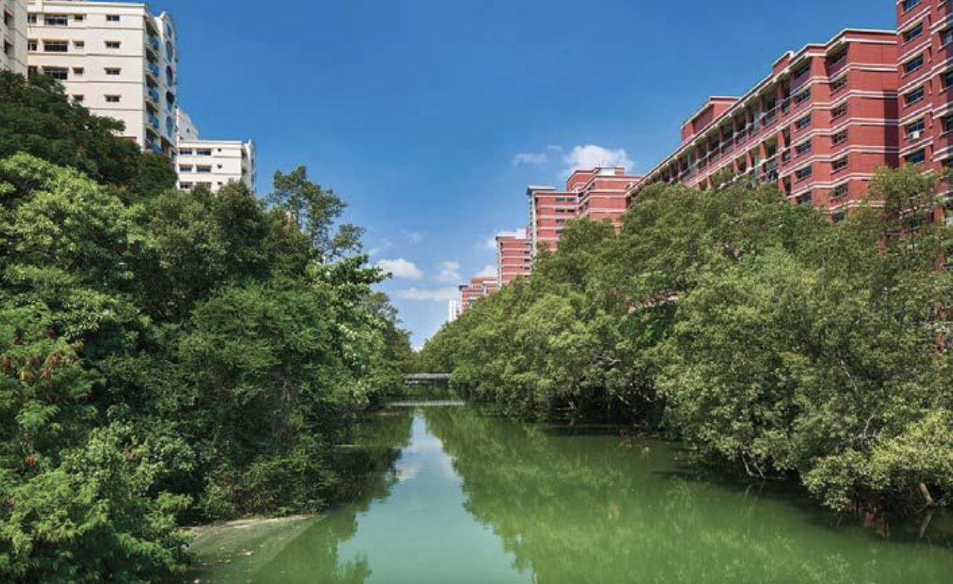 Mangrove trees lining Sungei Api Api, flanked by public housing flats, 2019. Photo courtesy: National Heritage Board. 