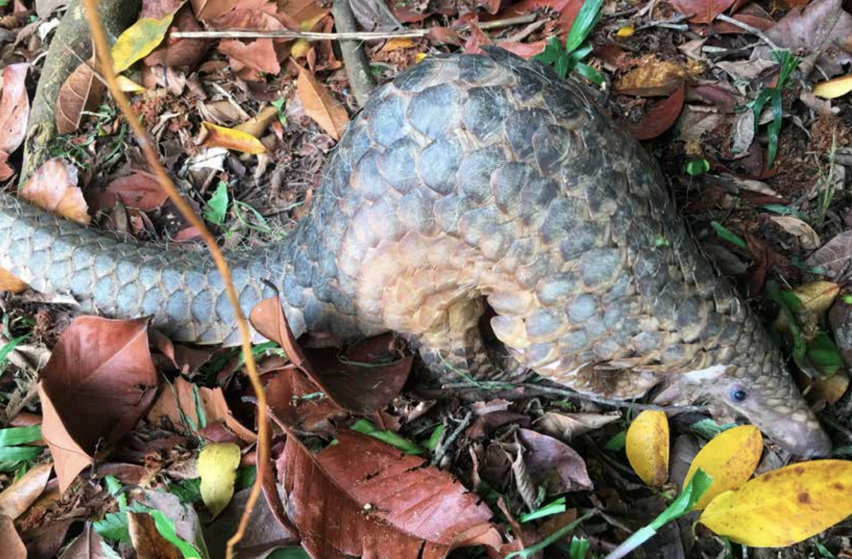 An estimated 895,000 pangolins were trafficked globally from 2000–2019. Photo courtesy: Traffic