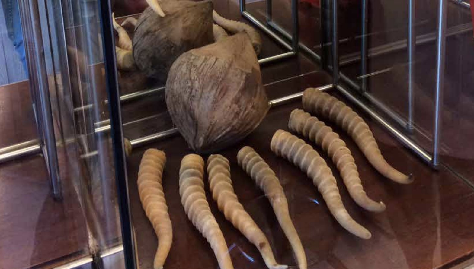 Endangered Saiga antelope's horns. Photo courtesy: Traffic