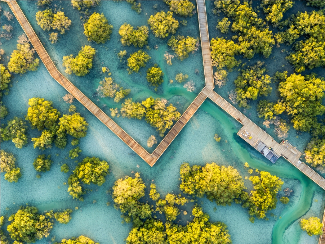 The Jubail Island Mangroves in Abu Dhabi. Photo courtesy: Department of Culture and Tourism - Abu Dhabi