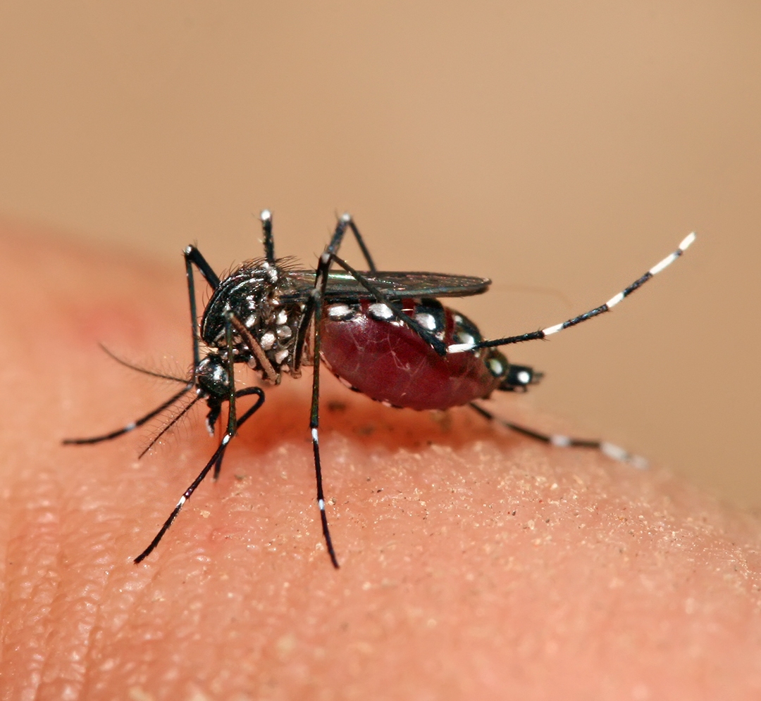 Aedes aegypti mosquito feeding. Photo courtesy: Wikipedia