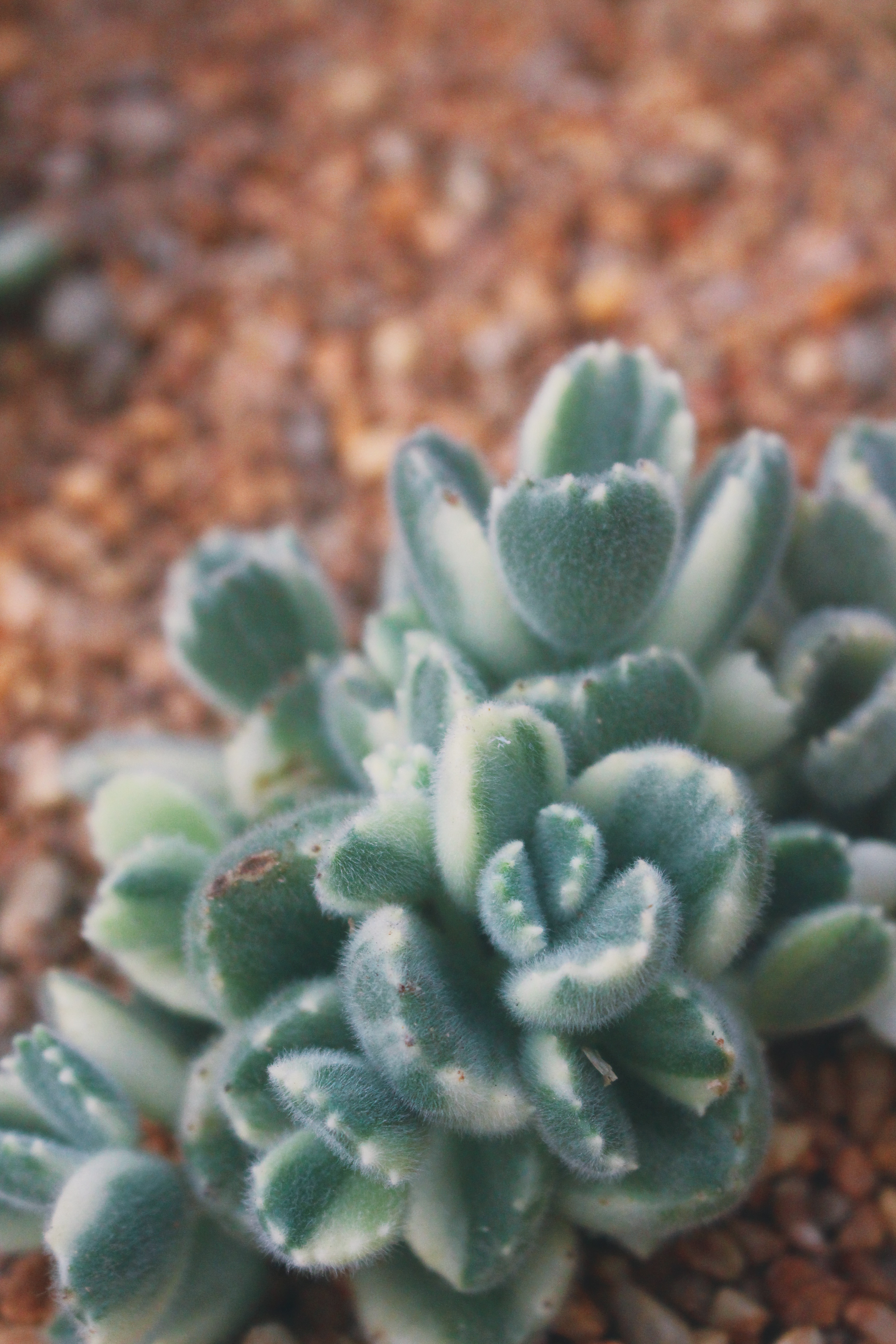 Cotyledon tomentosa, also known as Bear's Paw, is a cute succulent. Photo: Connected to India
