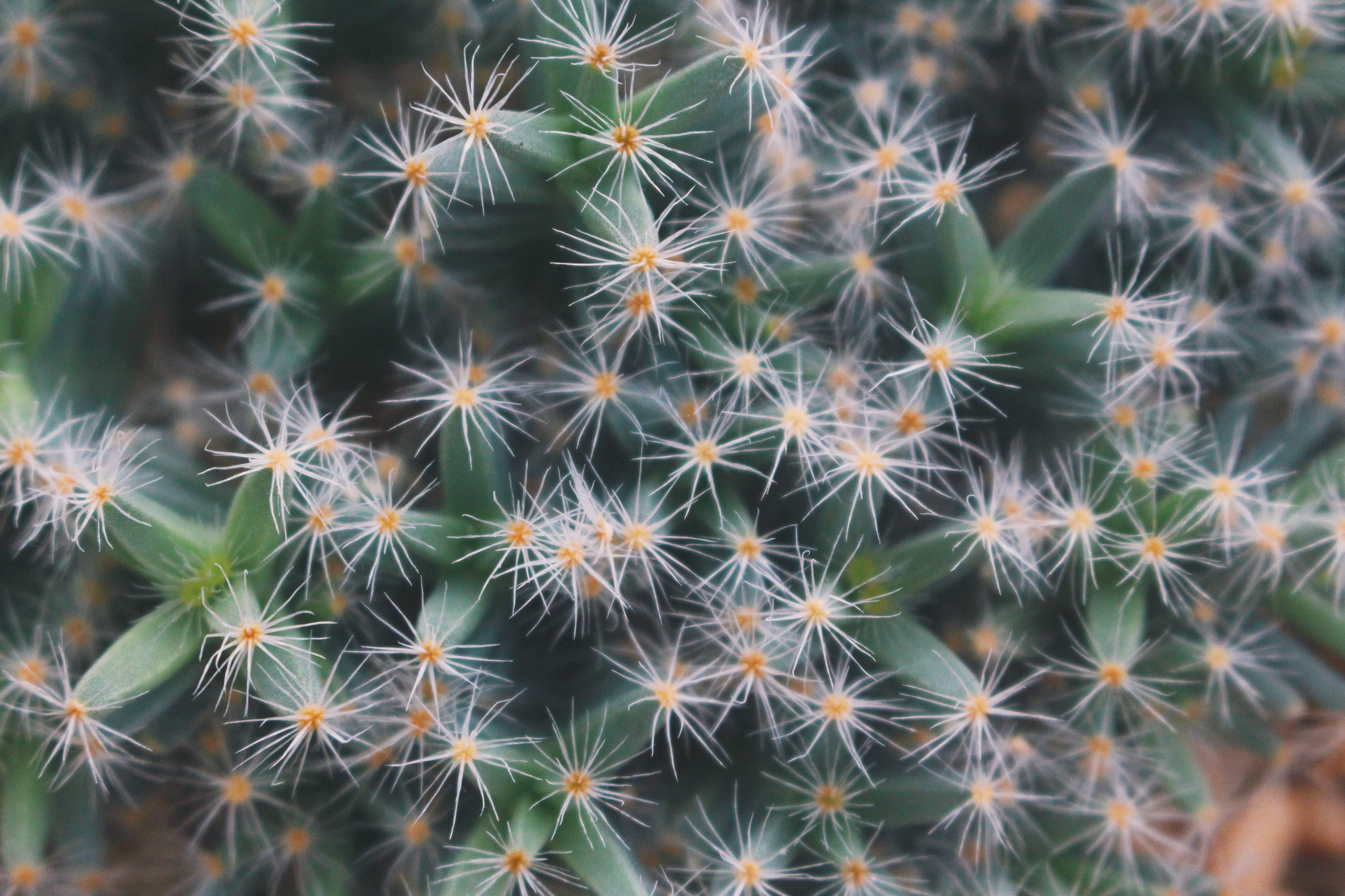 Spiky and up close. Photo: Connected to India